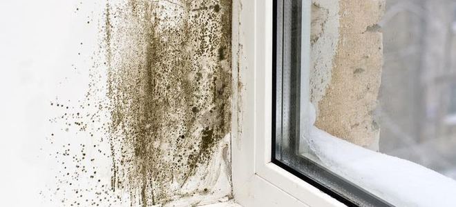 Cómo deshacerse del moho en la cocina