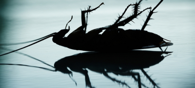 Cómo detener una infestación intensa de cucarachas