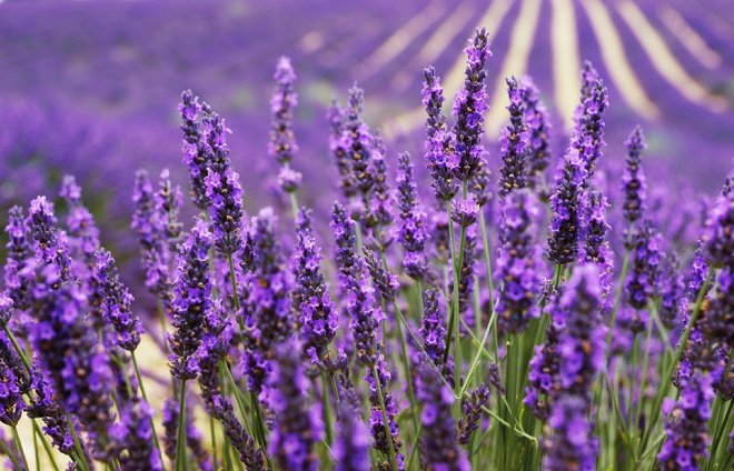 campo de lavanda
