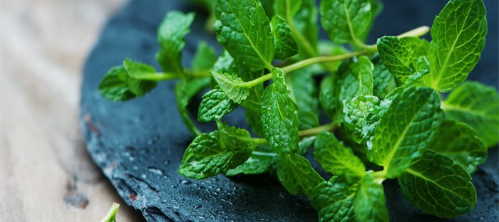 hojas de menta 