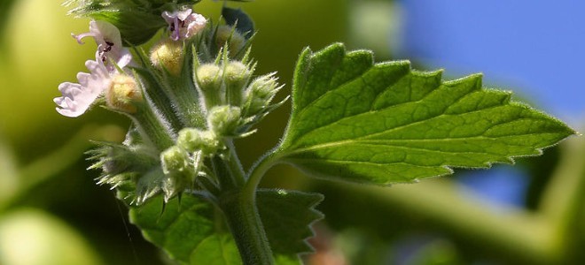 Cómo hacer té de hierba gatera