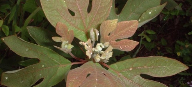 Cómo hacer té de sasafrás con tu árbol de sasafrás