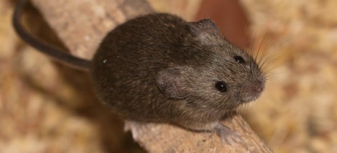 Cómo hacer y usar una trampa para ratones humana