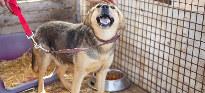 Cómo instalar un techo de caseta para perros