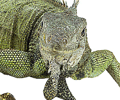 Cómo limpiar jaulas de reptiles