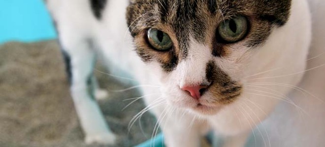 Cómo limpiar la caca de gato de un cojín de sofá