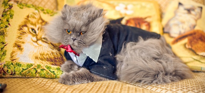 Cómo limpiar la caca de un gato de un edredón