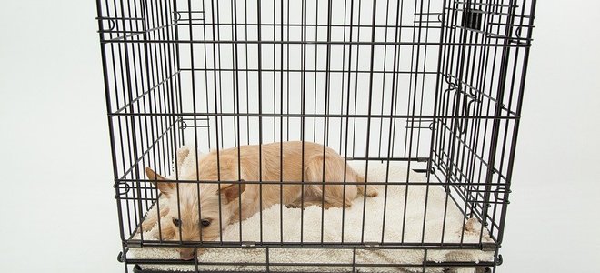 Cómo limpiar una jaula de metal para perros
