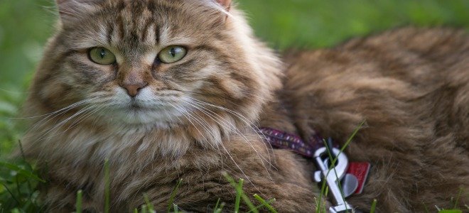 Un gato sentado en la hierba con una correa puesta. 