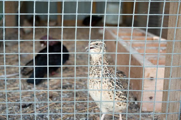 Codornices en una jaula. 