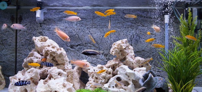 Conceptos básicos de la bomba de agua del tanque de peces