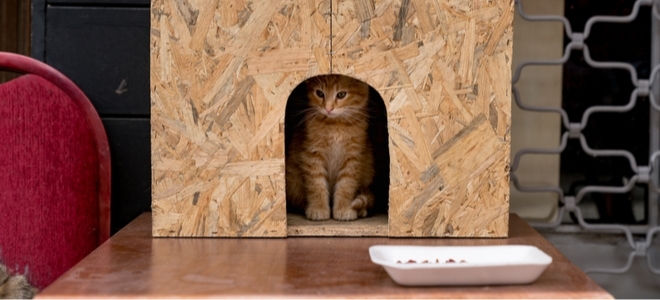 Consejos para calentar un recinto para gatos al aire libre