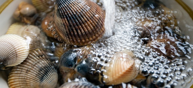 Consejos para la excavación de almejas |  LaNetaNeta.com