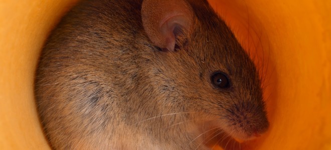 Construyendo una trampa para ratones con un frasco de pastillas y un balde