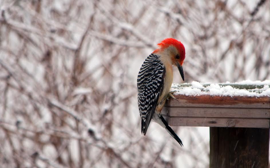 Un pájaro carpintero sentado en una repisa de madera con un telón de fondo nevado.
