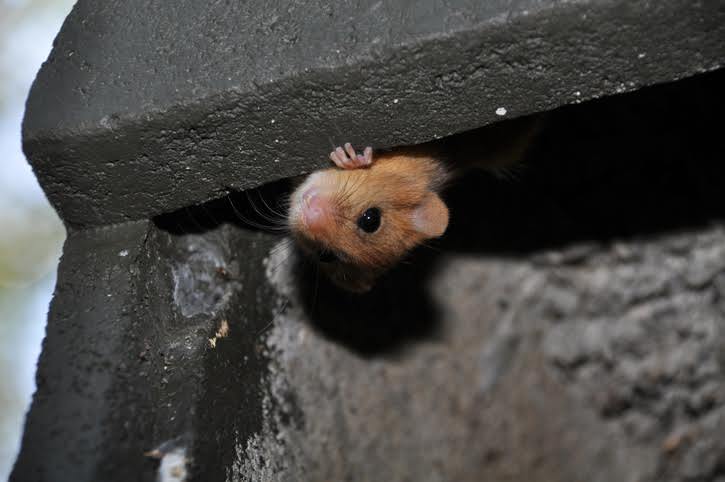 Un ratón en una casa. 