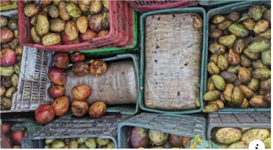 Decomisan 435 kilos de mariguana, estaban ocultos en cajas de mango
