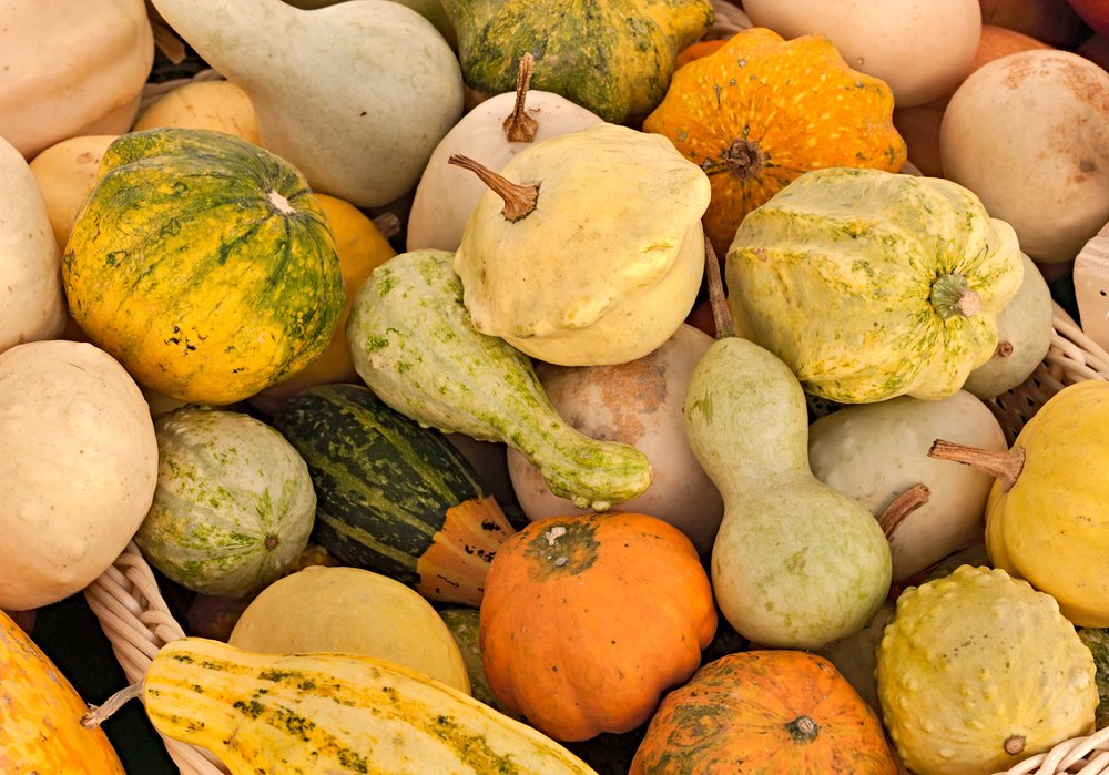 Pila de calabazas