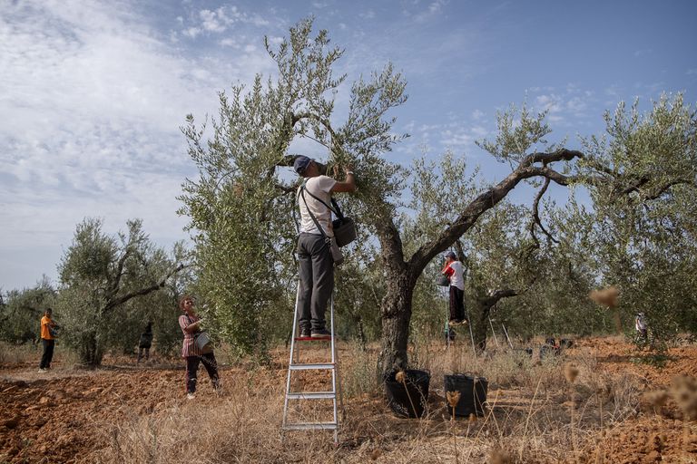 Recolección de aceitunas en una finca del Aljarafe sevillano.
