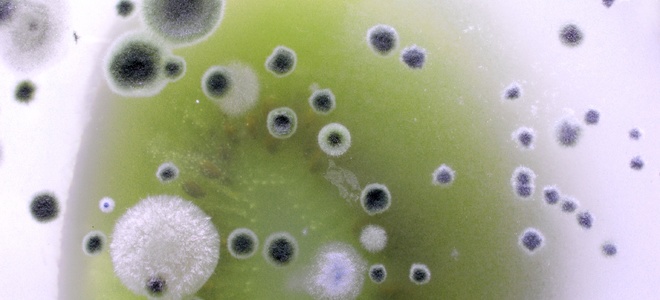 Eliminar el moho del ladrillo: errores que se deben evitar