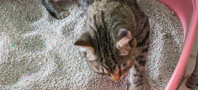 Eliminar el olor a orina de gato