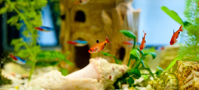 Eliminar las algas de las decoraciones del acuario