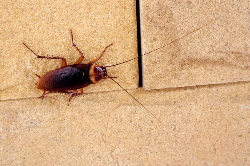 Una cucaracha.