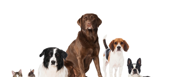 Fácil eliminación de manchas de orina de mascotas