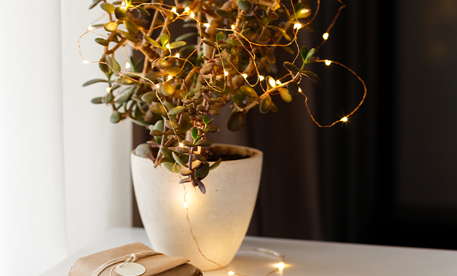 Cadena de luces en una planta de interior