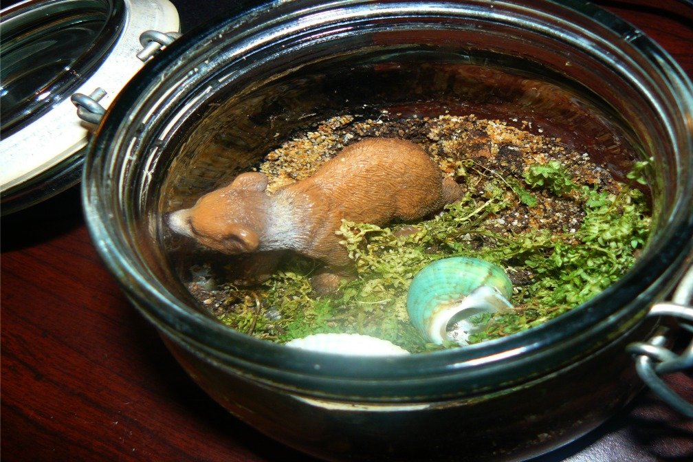 Haz tu propio terrario