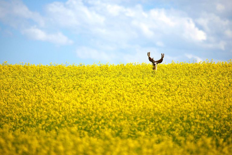 Un ciervo asoma su cabeza entre un campo de colza, en Alberta, Canadá.