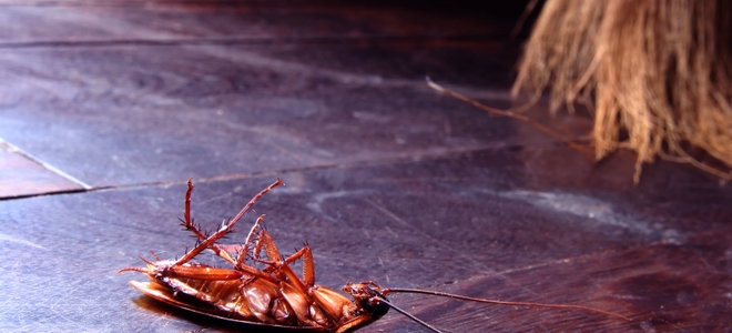 La venganza de las cucarachas |  LaNetaNeta.com