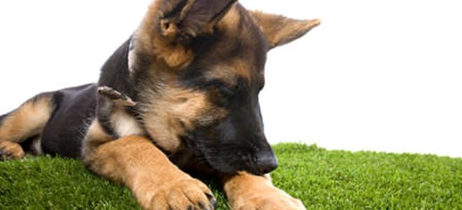 La verdad sobre las pulgas y sus mascotas