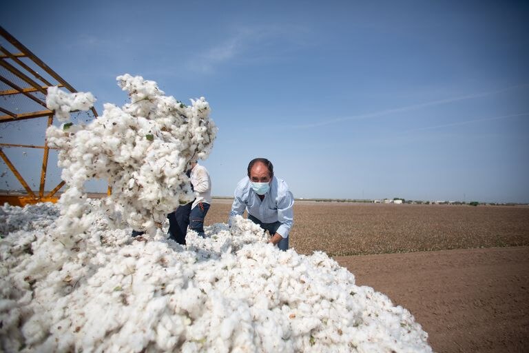 Recogida del algodón en Bajo Guadalquivir (Sevilla), de donde sale el 65% de la producción española.