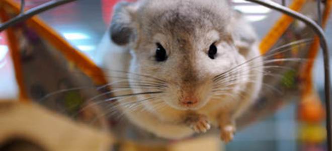 Los ratones blancos son excelentes mascotas