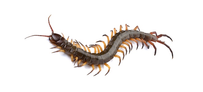 Luchando contra una invasión de ciempiés |  LaNetaNeta.com