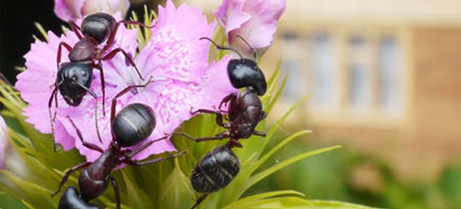 Mantener alejadas a las hormigas |  LaNetaNeta.com