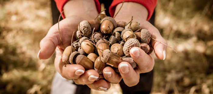 puñado de bellotas