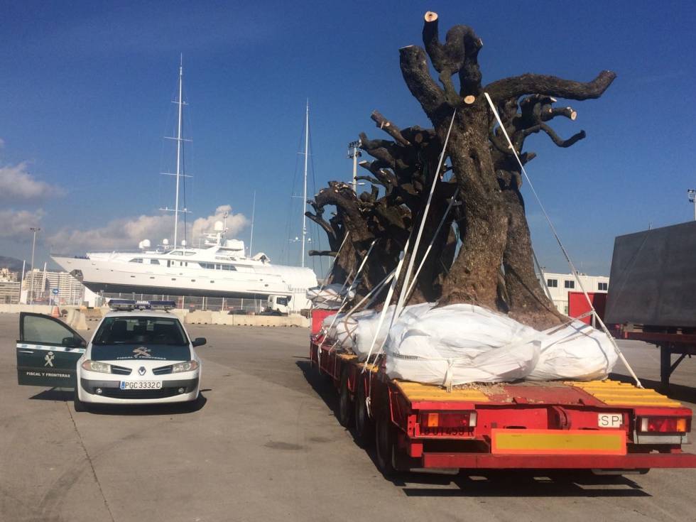 La Guardia Civil inmoviliza en el puerto de Palma olivos sospechosos de hospedar la bacteria 'Xylella fastidiosa', en enero de 2017.