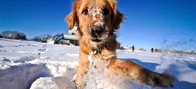 Peligros invernales para su mascota