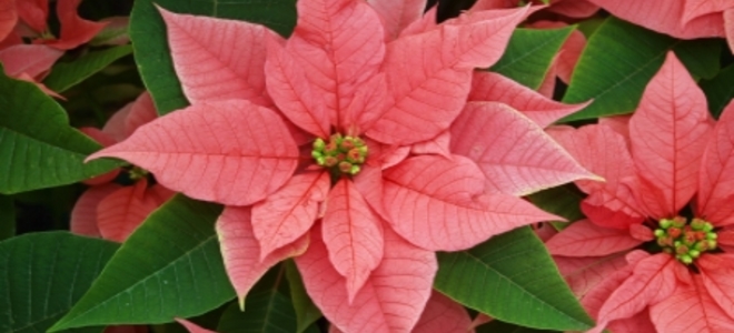 Plantas navideñas favoritas para la decoración navideña