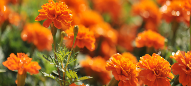 Caléndulas naranja en un día soleado
