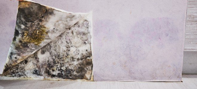 moho escondido detrás de una cubierta de pared