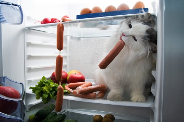 gato en nevera comiendo comida