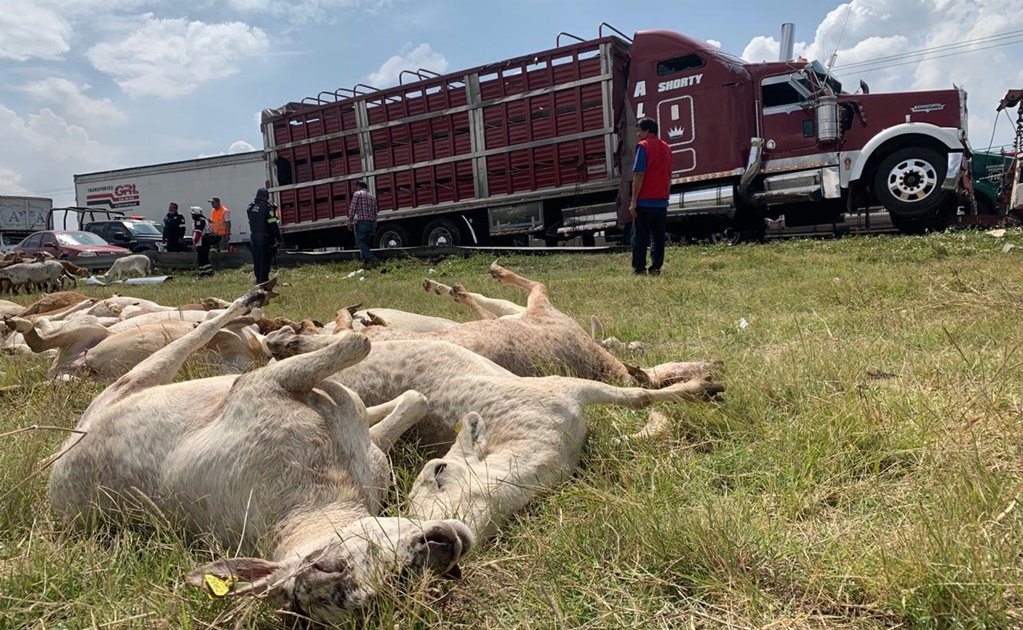 Rapiña; vuelca tráiler cargado con ganado, se roban 100 animales vivos y muertos, venía a Querétaro