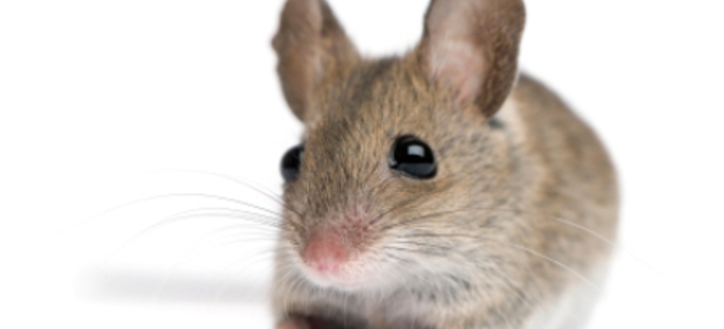 Ratones: sáquelos y manténgalos fuera