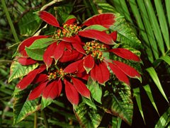 The Mexican Folklore of La Flor de Noche Buena: The Poinsettia