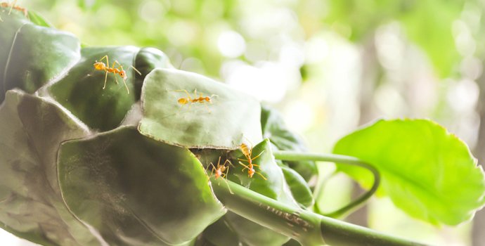hormigas de fuego en las hojas