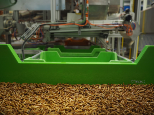 Ÿnsect, los creadores de la granja de insectos más cara del mundo, recauda otros $ 224 millones