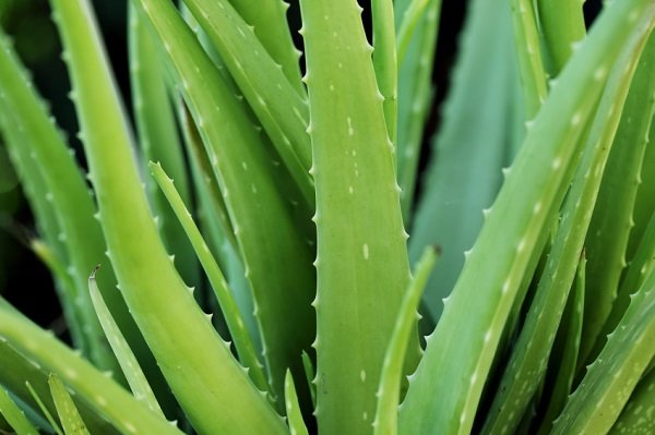 hojas de aloe vera plany